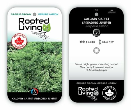 Juniperus sabina - 'Calgary Carpet' 3 gal