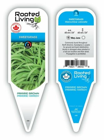 Hierochloe odorata - Sweetgrass 1 gal outdoor
