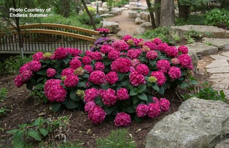 Hydrangea mac. - 'Summer Crush'® (ES) 2 gal ES - image 1
