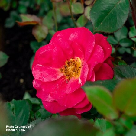 Rosa - Cinnamon Hearts™ Rose [BE] 2 gal BE - image 1