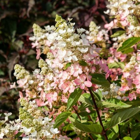 Hydrangea pan. - 'Flare'™ (BE) 2 gal BE - image 1