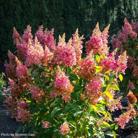 Hydrangea pan. - 'Flare'™ (BE) 2 gal BE - image 3