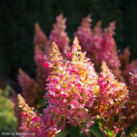 Hydrangea pan. - 'Flare'™ (BE) 2 gal BE - image 2