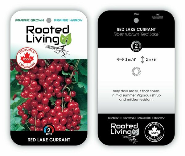 Ribes rubrum - 'Red Lake' Currant 1 gal