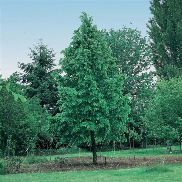 Tilia americana - 'American Sentry' Linden 7 gal - image 2