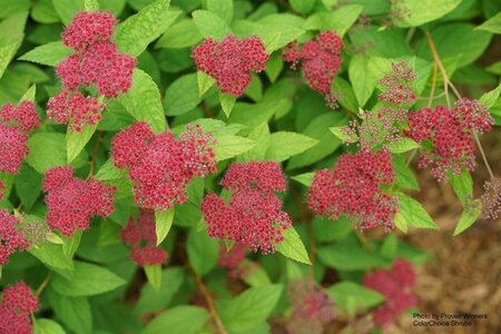 Spiraea jap. - Double Play® 'Red' (PW) 2 gal PW