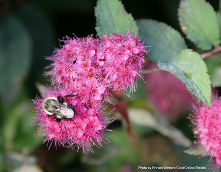 Spiraea jap. - Double Play® 'Doozie' (PW) 2 gal PW - image 1