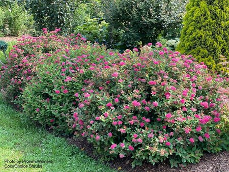Spiraea jap. - Double Play® 'Doozie' (PW) 2 gal PW - image 2