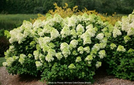 Hydrangea pan. - 'Little Lime Punch'® (PW) 2 gal PW - image 1