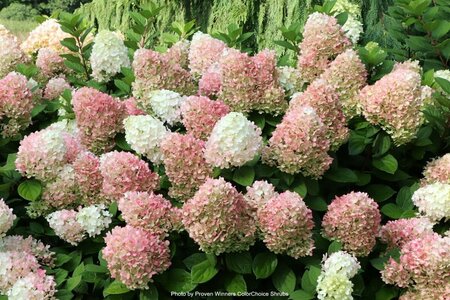 Hydrangea pan. - 'Little Lime Punch'® (PW) 2 gal PW - image 2