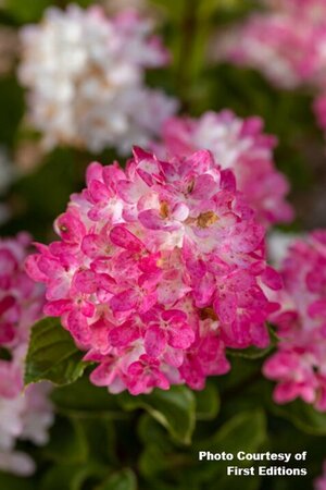 Hydrangea pan. - 'Spring Sizzle' (FE) 2 gal FE - image 2