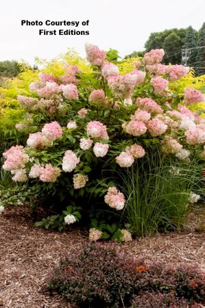 Hydrangea pan. - 'Vanilla Strawberry'™ (FE) 2 gal FE - image 1