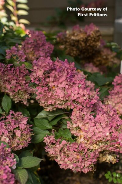 Hydrangea pan. - 'Vanilla Strawberry'™ (FE) 2 gal FE - image 2