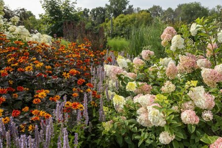 Hydrangea pan. - 'Strawberry Sundae'® (FE) 2 gal FE - image 2