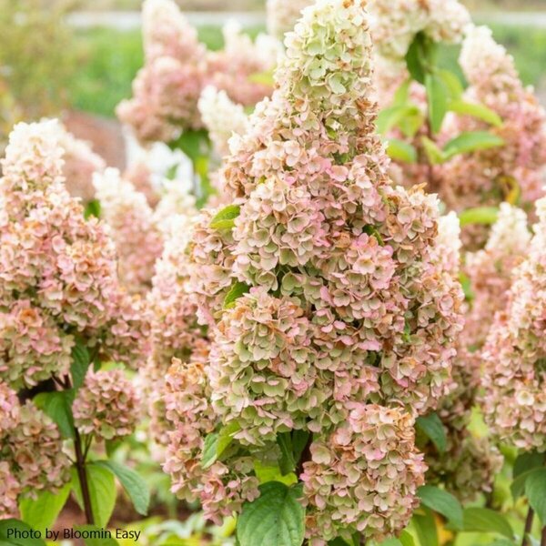 Hydrangea pan. - 'Moonrock'® (BE) 2 gal BE - image 2
