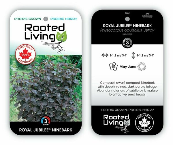 Physocarpus - 'Royal Jubilee' Ninebark 2 gal