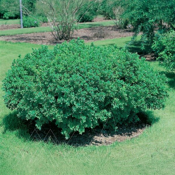 Caragana frutex 'Globosa' - Globe Caragana 1 gal - image 2