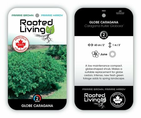 Caragana frutex 'Globosa' - Globe Caragana 1 gal - image 1