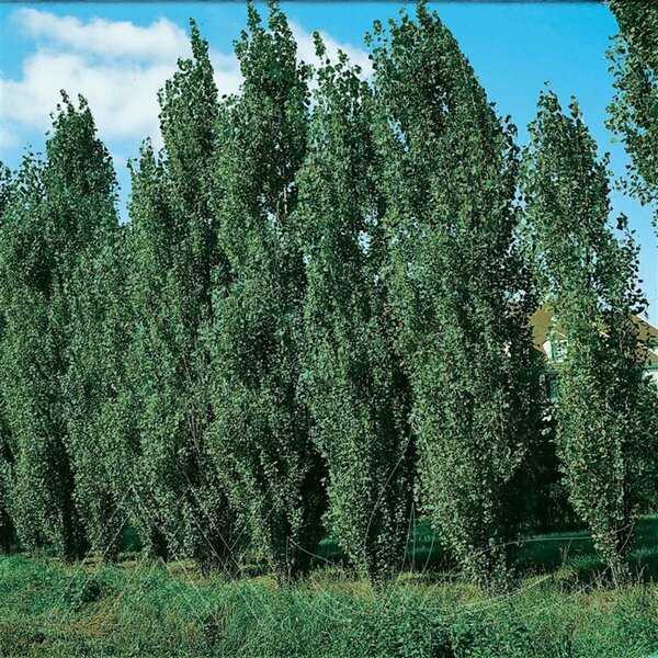 Populus deltoides - 'Siouxland' Cottonwood 2 gal - image 2