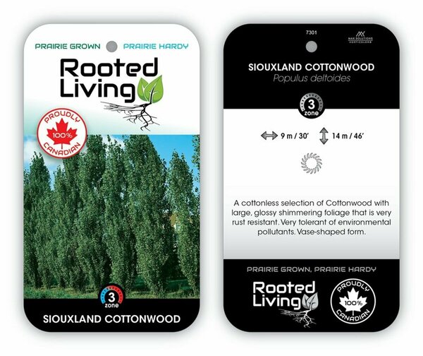 Populus deltoides - 'Siouxland' Cottonwood 2 gal
