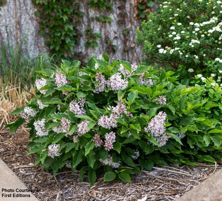 Syringa x 'Jeflady' - 'Little Lady'™ Lilac (FE) 1 1/2gal FE - image 1