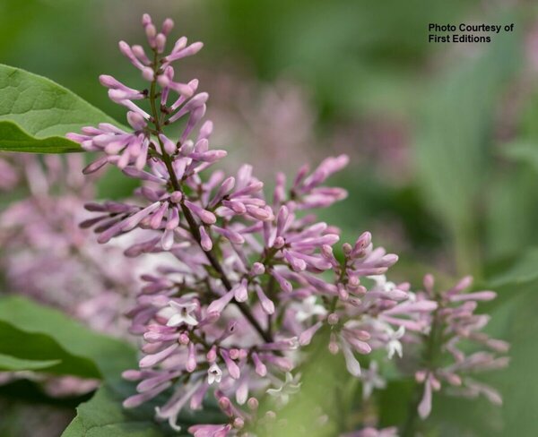 Syringa x 'Jeflady' - 'Little Lady'™ Lilac (FE) 1 1/2gal FE - image 2