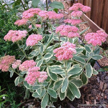 Sedum - 'Autumn Charm' Stonecrop 1 gal outdoor - image 1