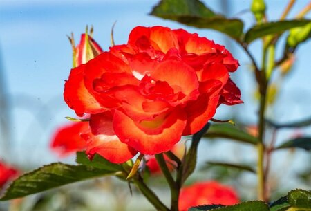 Rosa - 'Always Together' 5 gal - image 1