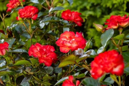 Rosa - 'Always Together' 5 gal - image 2