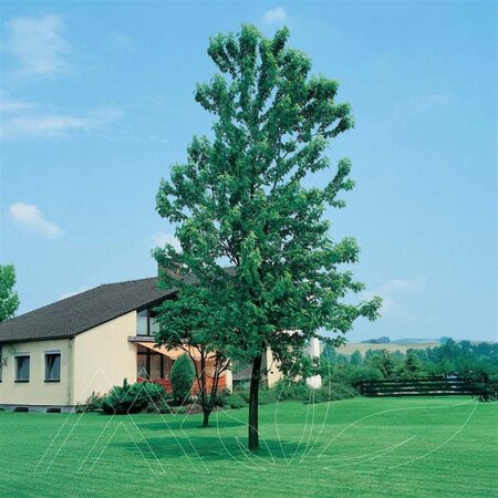 Acer saccharinum - 'Silver Cloud' Silver Maple 10 gal - image 2