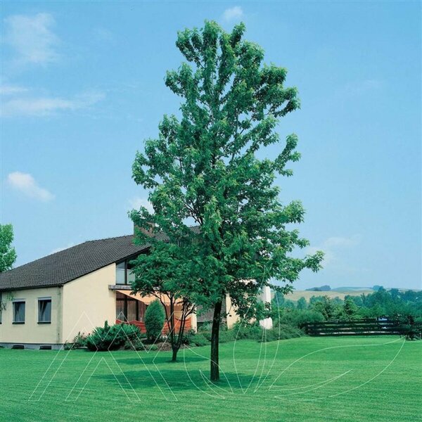 Acer saccharinum - 'Silver Cloud' Silver Maple 10 gal - image 2