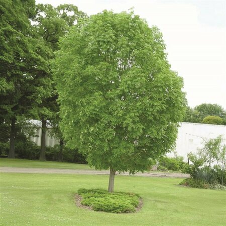 Fraxinus mandshurica - 'Mancana' Ash 15 gal - image 1