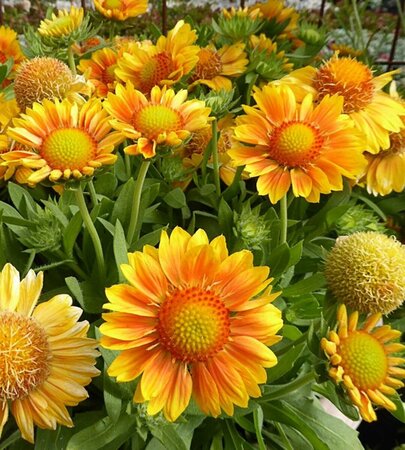 Gaillardia Mesa™ - 'Peach' Blanket Flower 1 gal outdoor