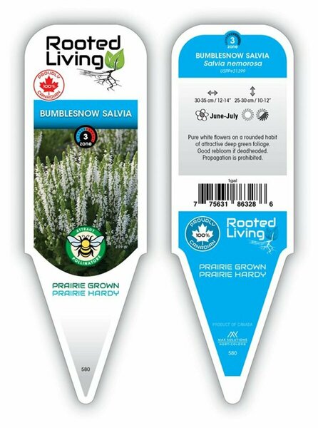 Salvia - 'Bumblesnow' [White] 1 gal outdoor
