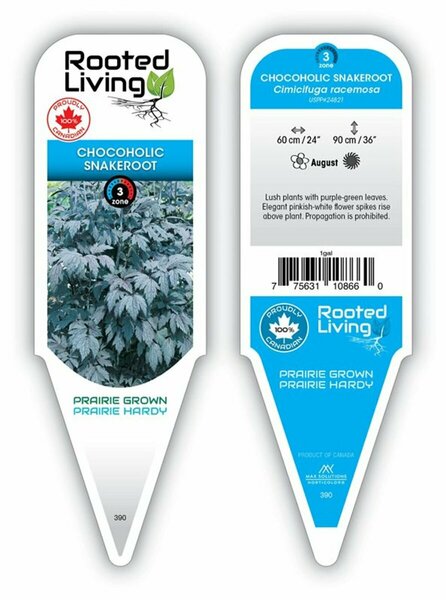 Cimicifuga racemosa - 'Chocoholic' Snakeroot 1 gal