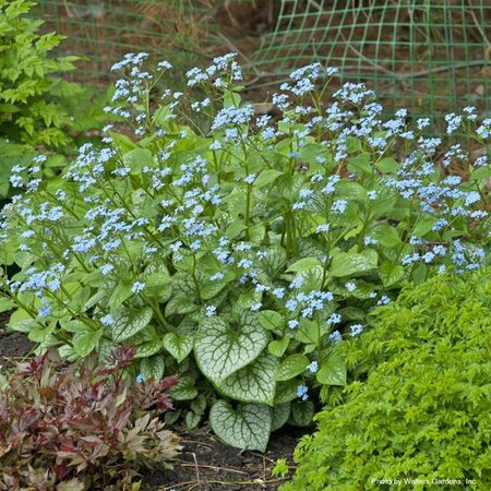 Brunnera mac. - 'Jack Frost' Siberian Bugloss 1 gal outdoor - image 2