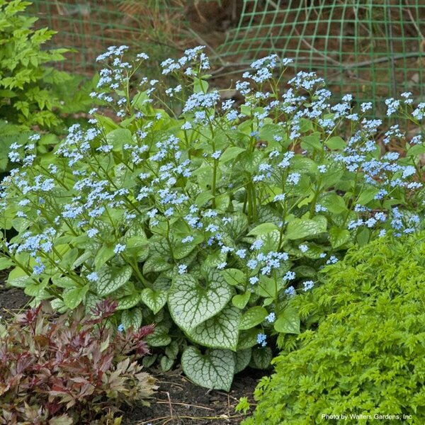 Brunnera mac. - 'Jack Frost' Siberian Bugloss 1 gal outdoor - image 2