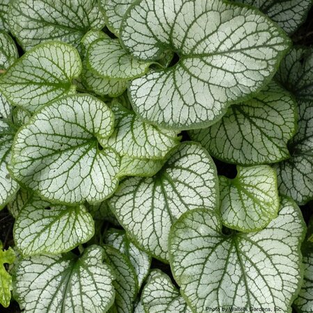 Brunnera mac. - 'Jack Frost' Siberian Bugloss 1 gal outdoor - image 1