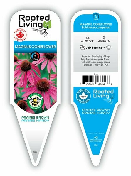 Echinacea - 'Magnus' Coneflower [Ppl] 1 gal outdoor