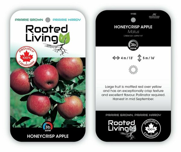 Malus - 'Honeycrisp' Dwarf Apple 5-6ft FP