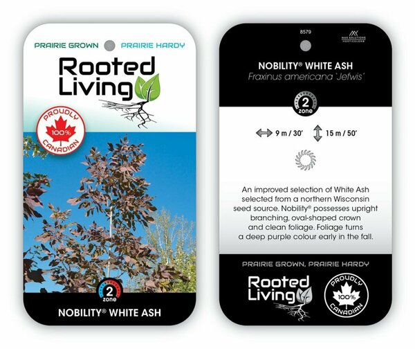 Fraxinus americana - 'Nobility' White Ash 10 gal