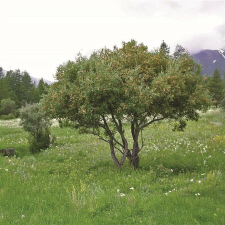 Salix bebbiana - Beaked Willow RP38deep - image 1
