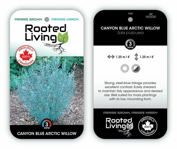 Salix purpurea - 'Canyon Blue' Willow RP38deep