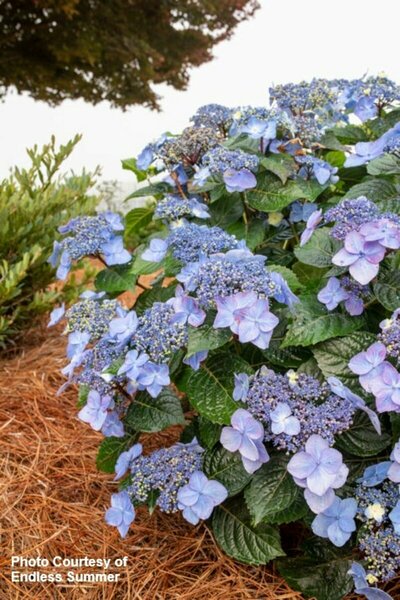 Hydrangea mac. - 'Pop Star'® (ES) 2 gal ES