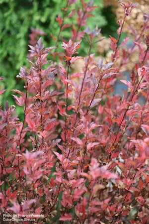 Physocarpus - 'Tiny Wine'® Ninebark (PW) 2 gal PW