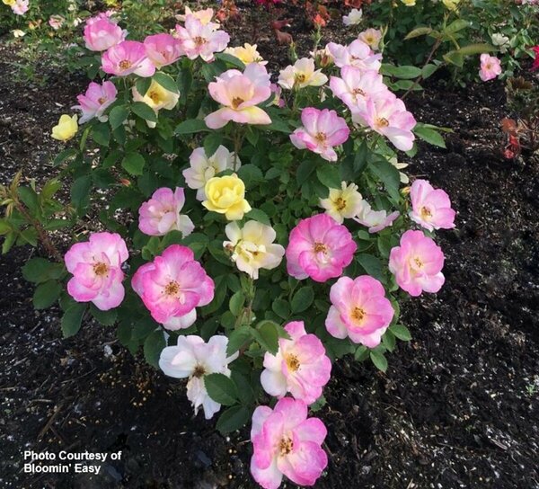 Rosa - 'Peach Lemonade'® [Pi/Yl] (BE) 2 gal BE - image 3