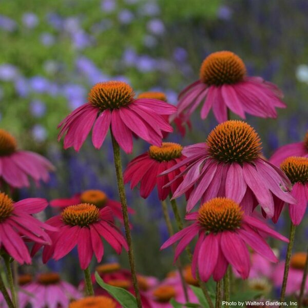 Echinacea - PowWow Wildberry Coneflower 1 gal outdoor