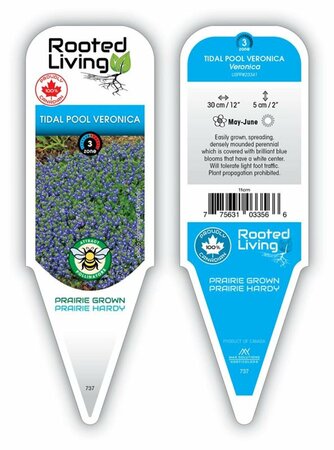 Veronica - 'Tidal Pool' Creeping Veronica 1 gal outdoor