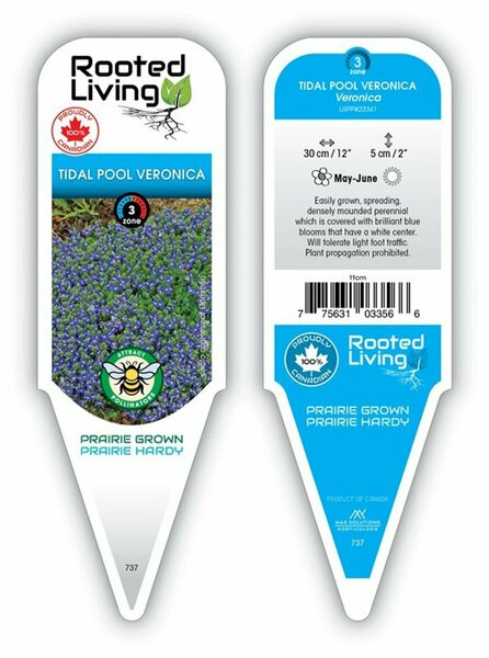 Veronica - 'Tidal Pool' Creeping Veronica 1 gal outdoor