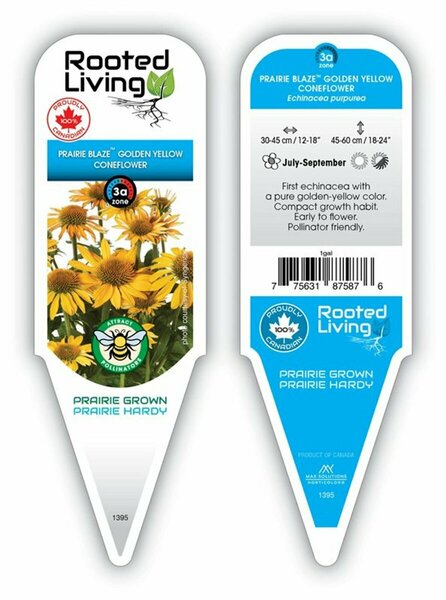 Echinacea - Prairie Blaze® Golden Yellow Coneflower 9 cm (3.5")